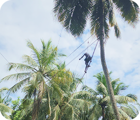 Coconut palm trees