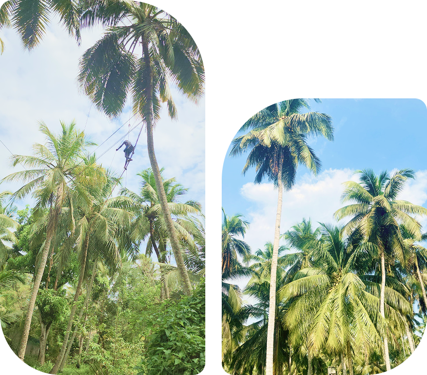 Sap Ceylon collage visual